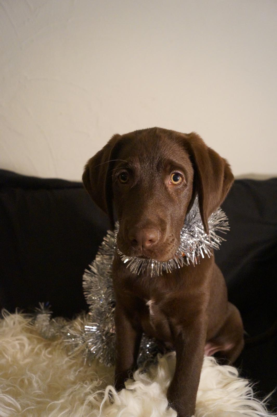 Labrador retriever Aslan *-Bor hos hans hundefar-* billede 22