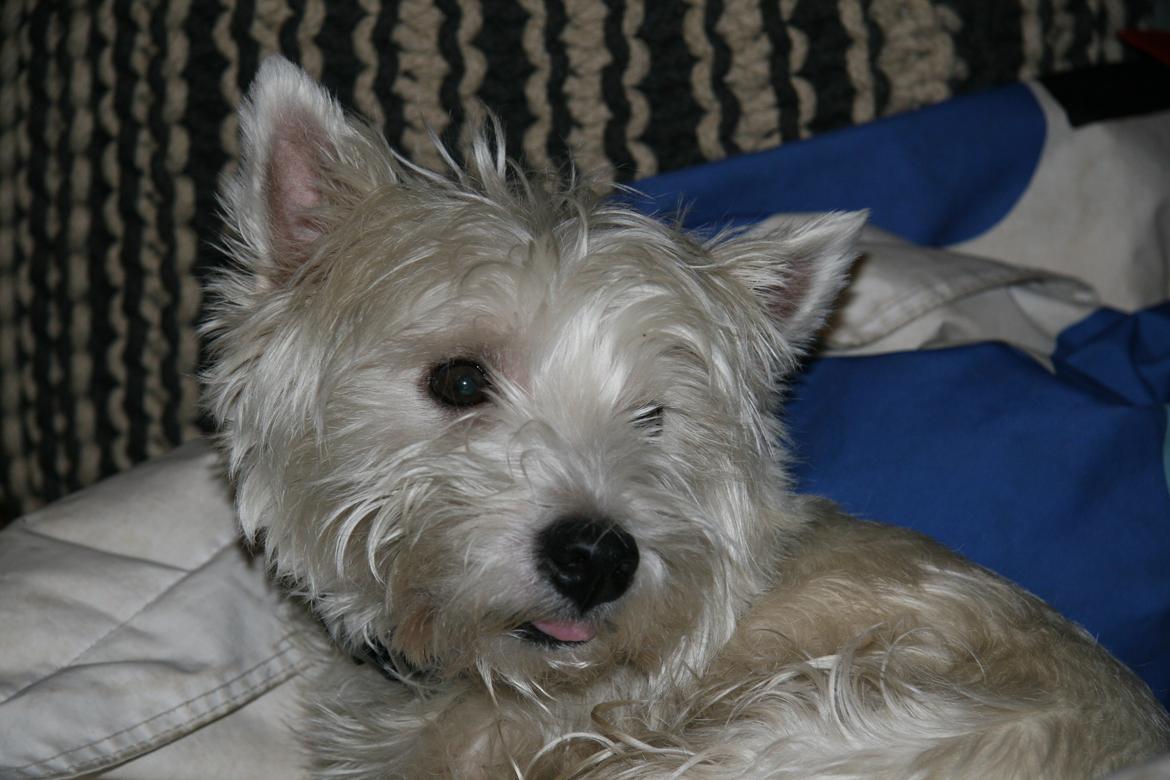 West highland white terrier Sodemarken's Lucky Luke billede 13
