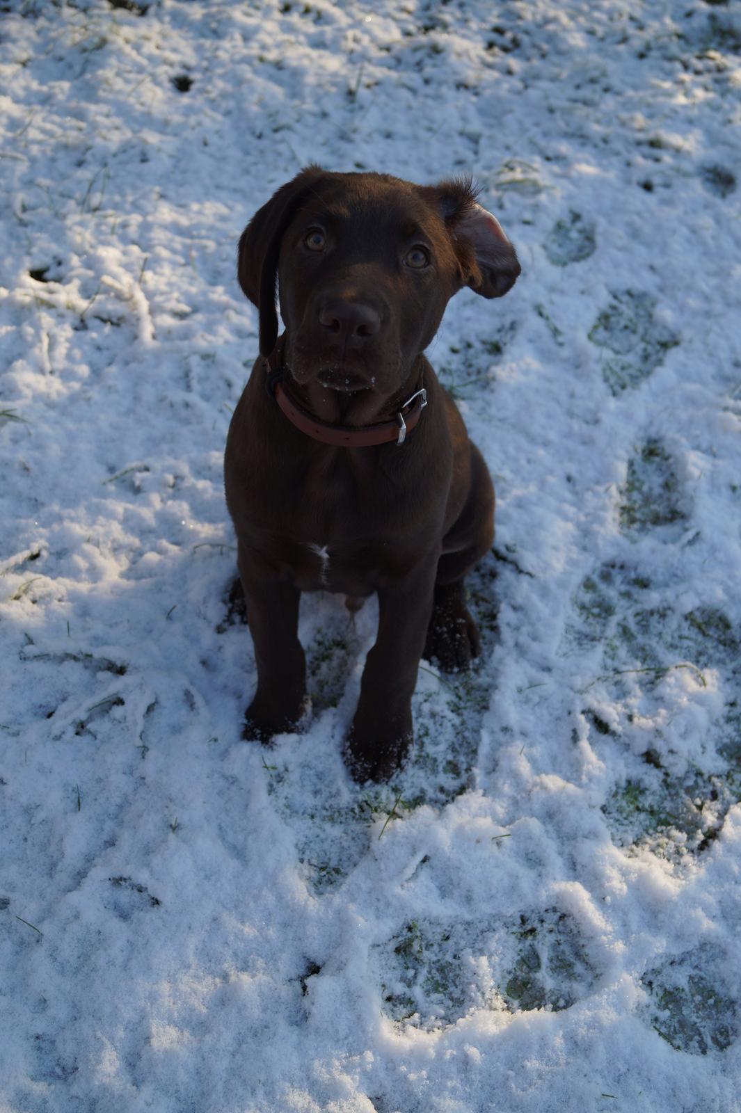 Labrador retriever Aslan *-Bor hos hans hundefar-* billede 23