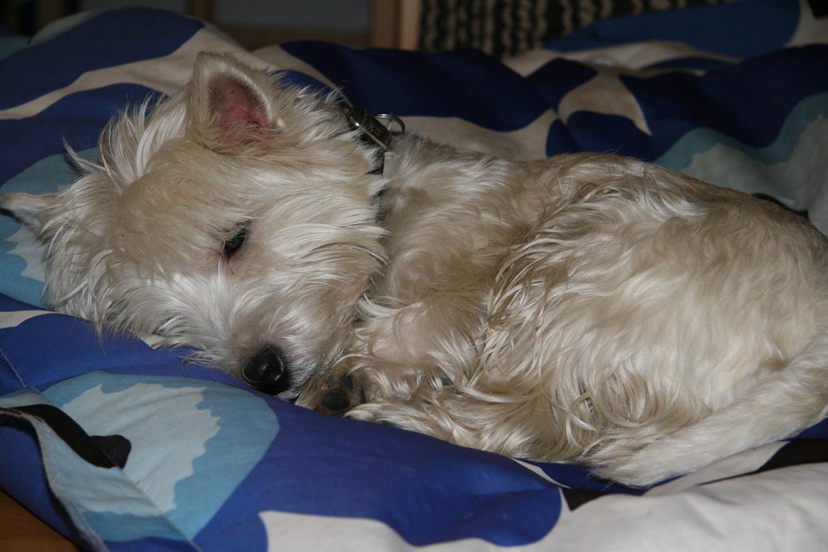 West highland white terrier Sodemarken's Lucky Luke billede 15