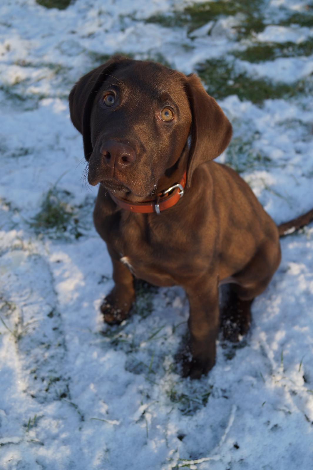Labrador retriever Aslan *-Bor hos hans hundefar-* billede 24