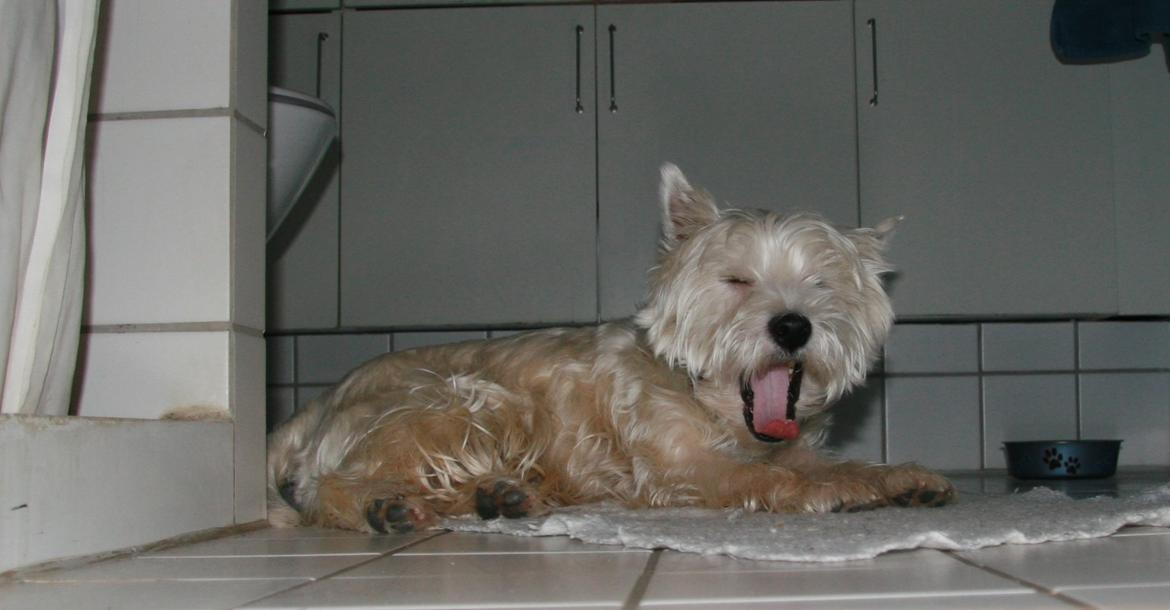 West highland white terrier Sodemarken's Lucky Luke billede 17