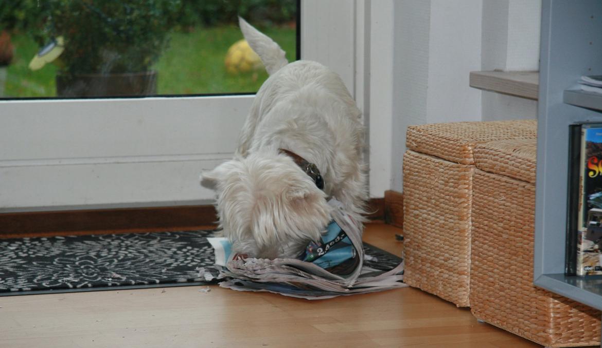 West highland white terrier Sodemarken's Lucky Luke - Så er man igang med at pakke avisen op;) billede 18