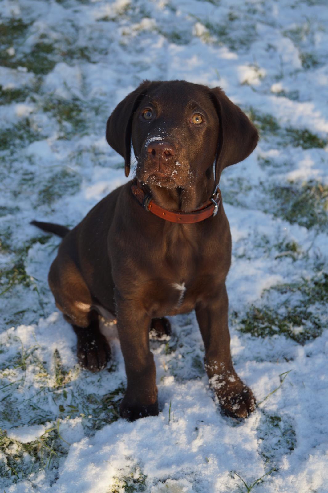 Labrador retriever Aslan *-Bor hos hans hundefar-* billede 25