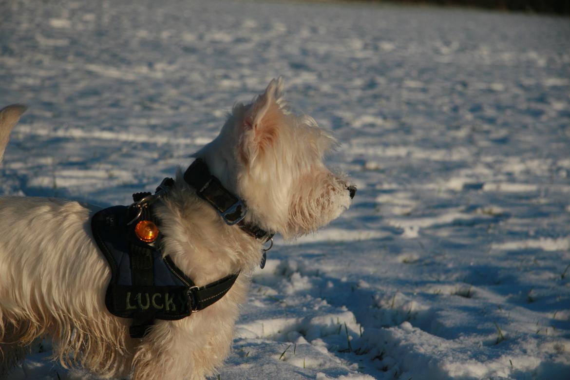 West highland white terrier Sodemarken's Lucky Luke billede 19