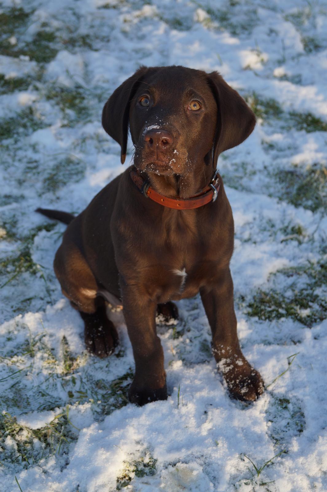 Labrador retriever Aslan *-Bor hos hans hundefar-* billede 26