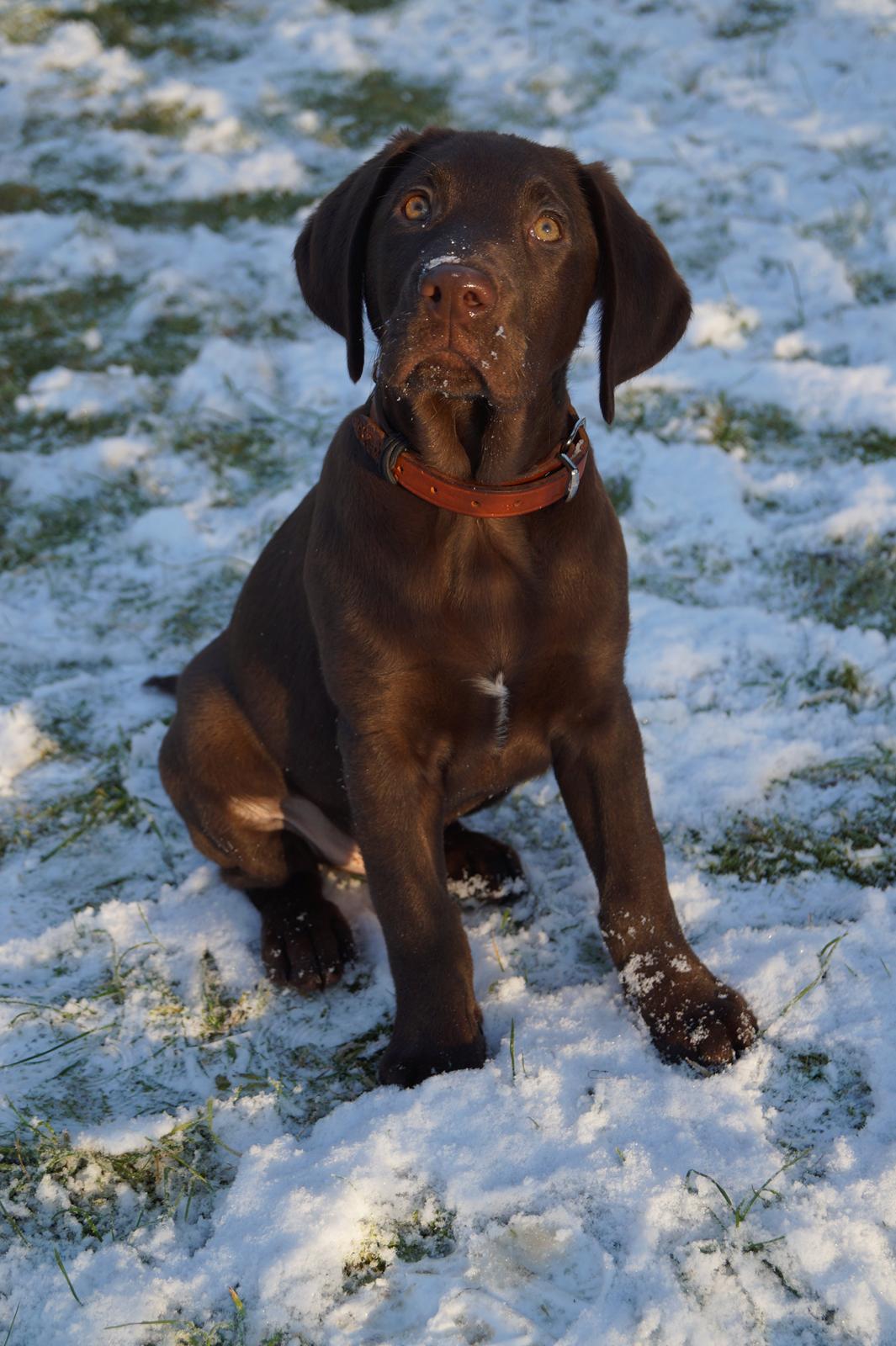 Labrador retriever Aslan *-Bor hos hans hundefar-* billede 27