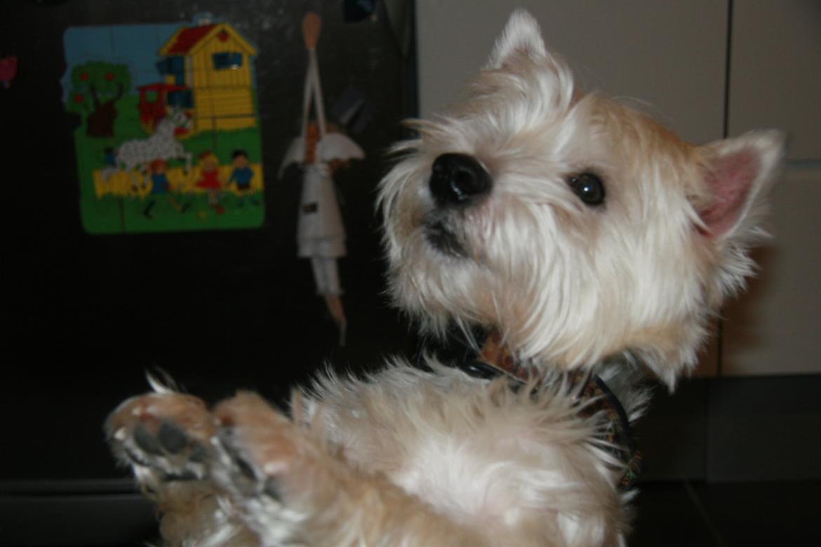 West highland white terrier Sodemarken's Lucky Luke billede 20