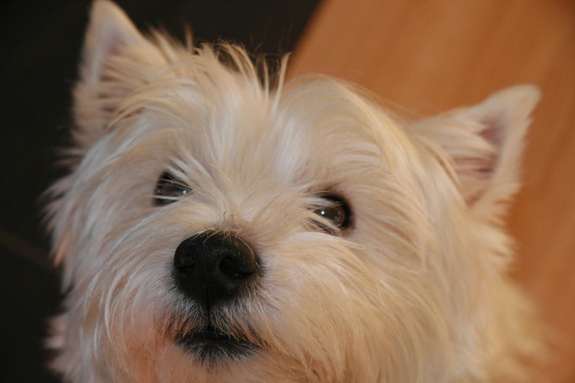 West highland white terrier Sodemarken's Lucky Luke billede 21