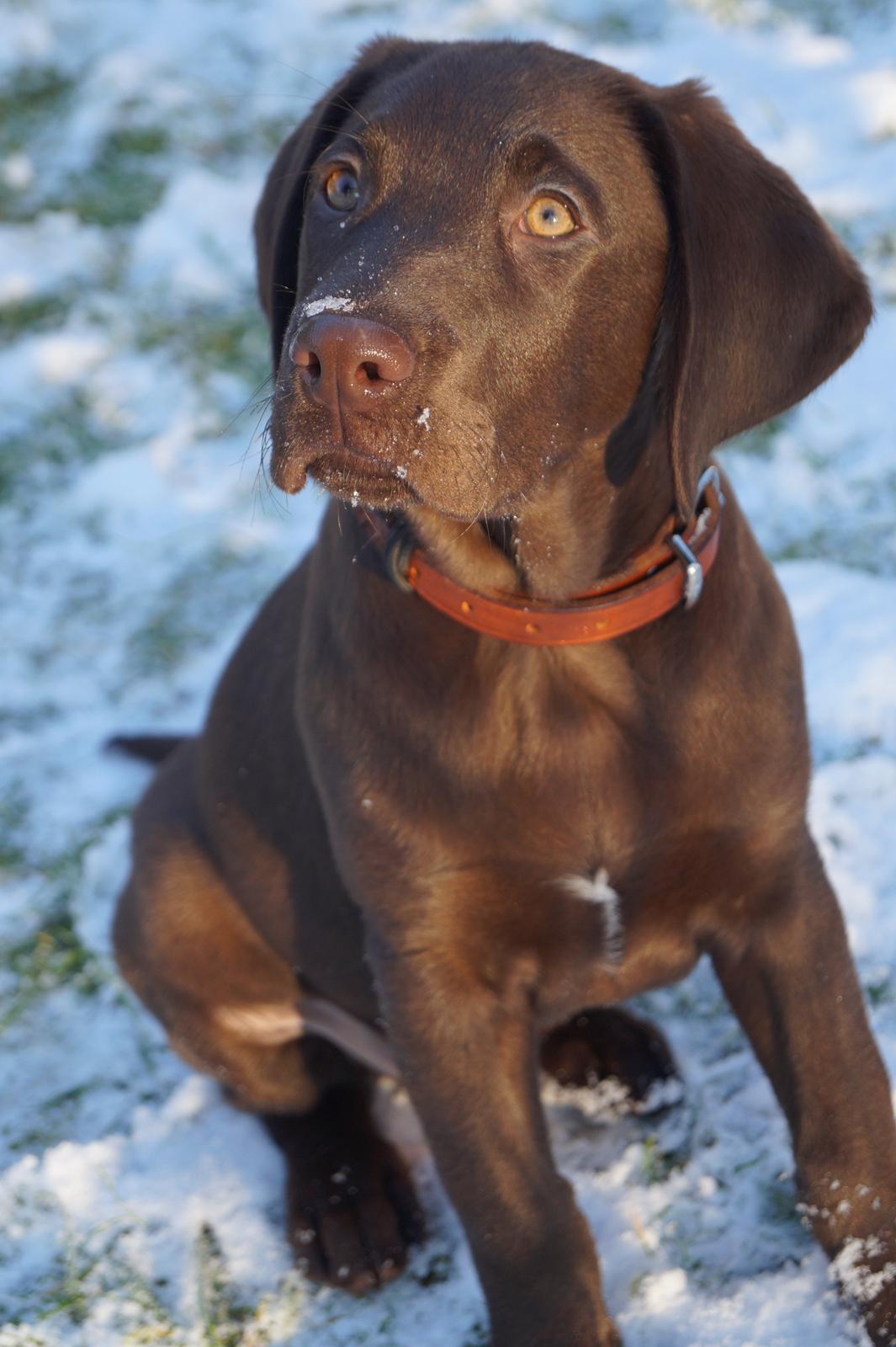 Labrador retriever Aslan *-Bor hos hans hundefar-* billede 28