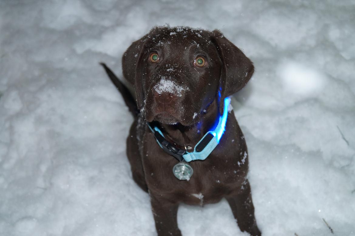 Labrador retriever Aslan *-Bor hos hans hundefar-* billede 29