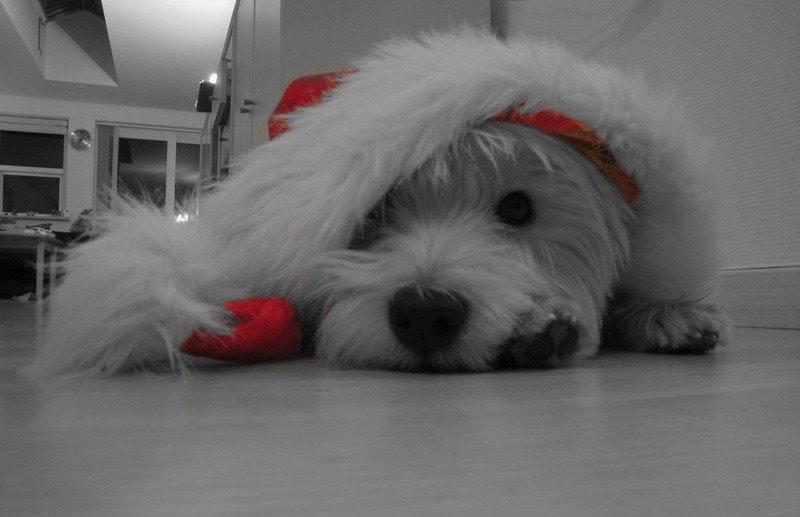 West highland white terrier Sodemarken's Lucky Luke billede 22