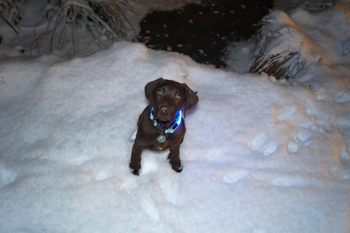 Labrador retriever Aslan *-Bor hos hans hundefar-* billede 30