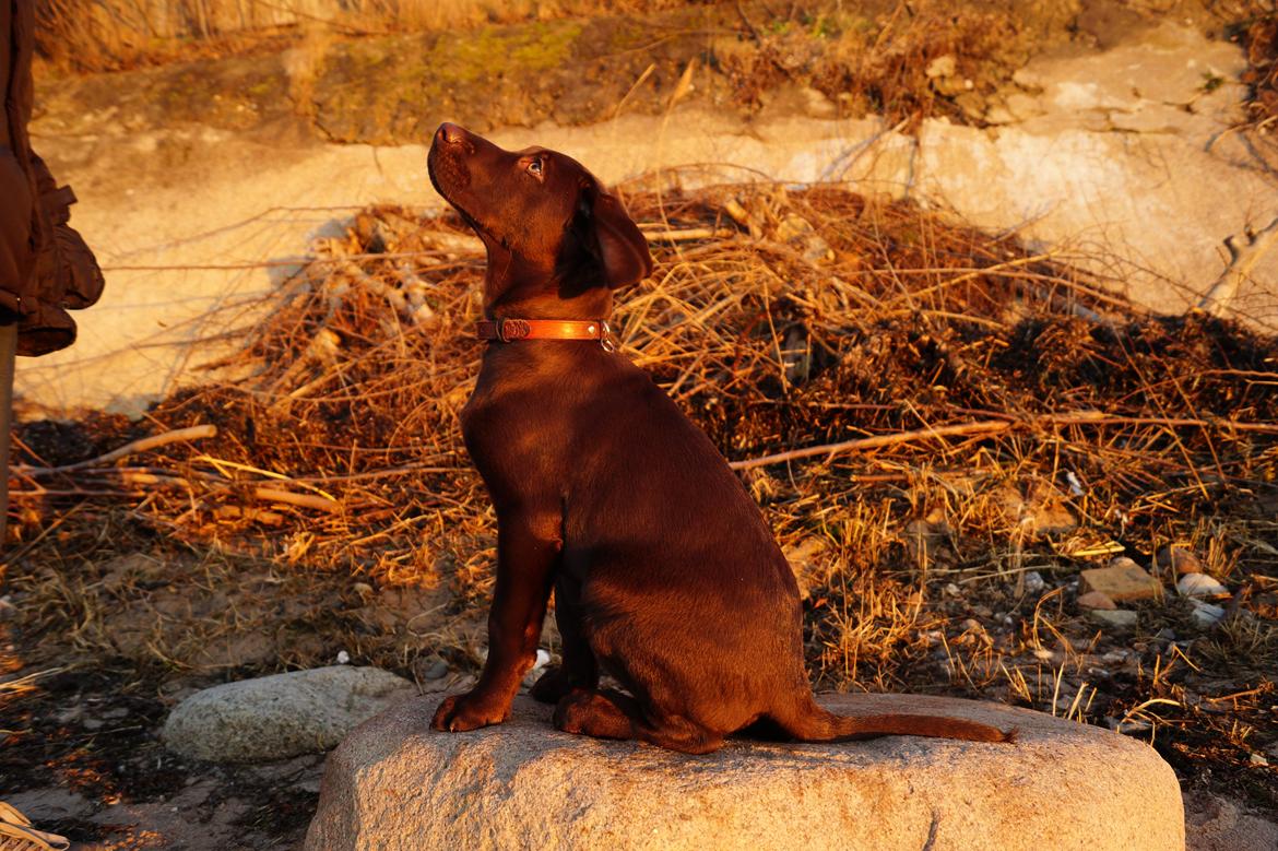 Labrador retriever Aslan *-Bor hos hans hundefar-* billede 32