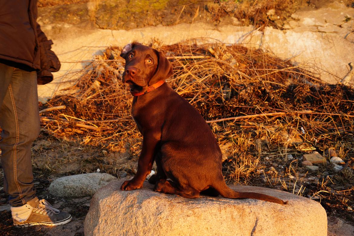 Labrador retriever Aslan *-Bor hos hans hundefar-* billede 31