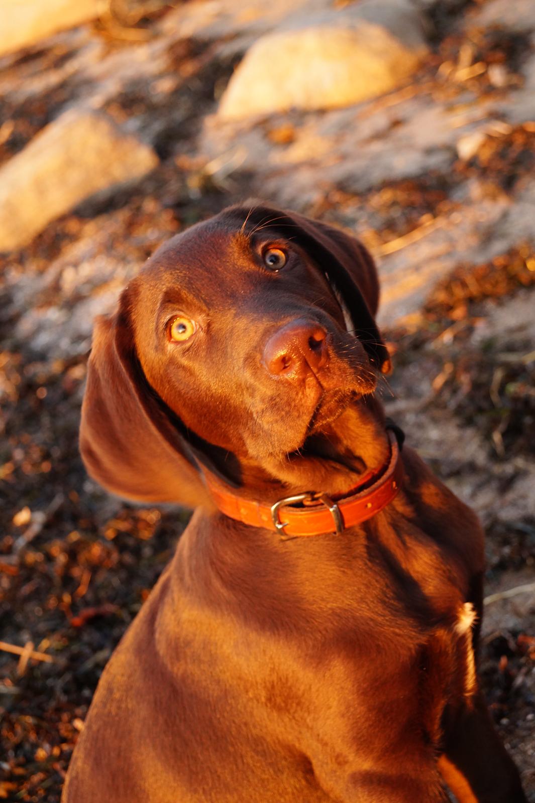 Labrador retriever Aslan *-Bor hos hans hundefar-* billede 14