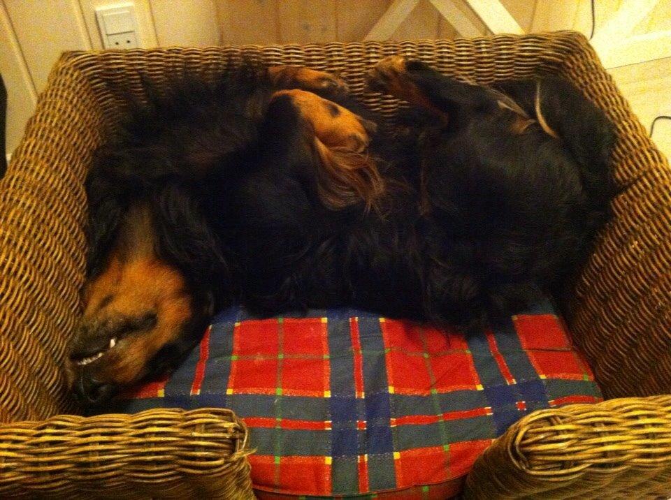 Gravhund Karl  - Karl i sommerhus, juleferien 2014 :)  billede 2