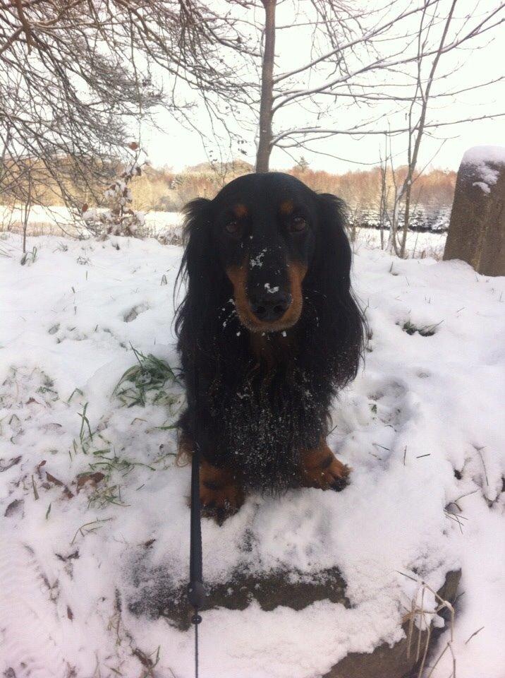 Gravhund Karl  - Ude og nyde sneen i skoven, julen 2014 billede 3