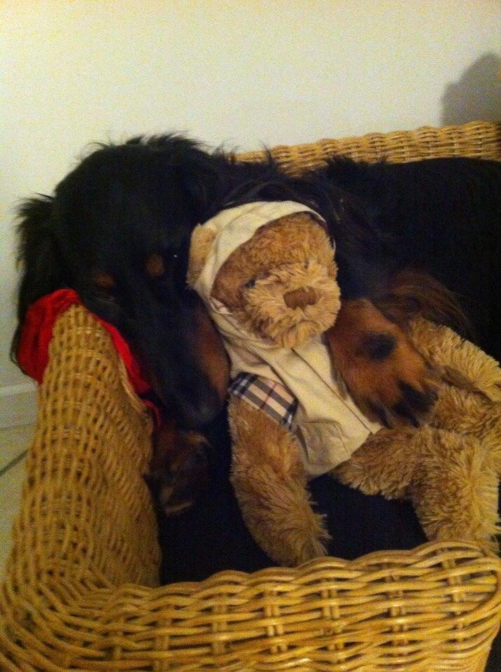 Gravhund Karl  - Karl hygger med sin bamse, julen 2014 billede 29