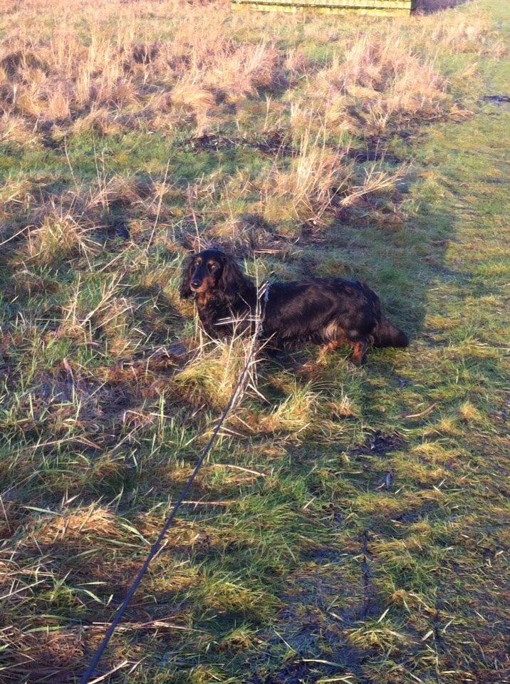 Gravhund Karl  - Ude og gå tur langs fjorden i det smukke vejr :) Sommerhus, juleferien 2014 billede 43