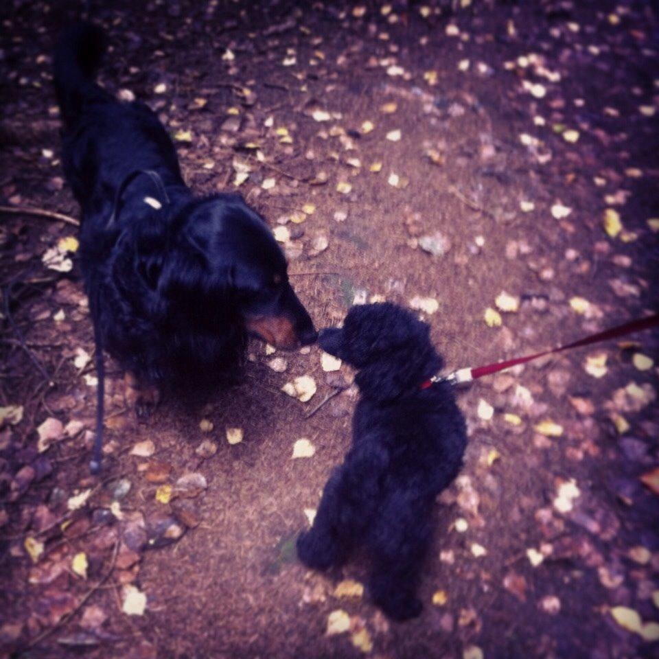 Gravhund Karl  - Karl og Coco ude og gå tur for første gang sammen :) 2014 billede 19