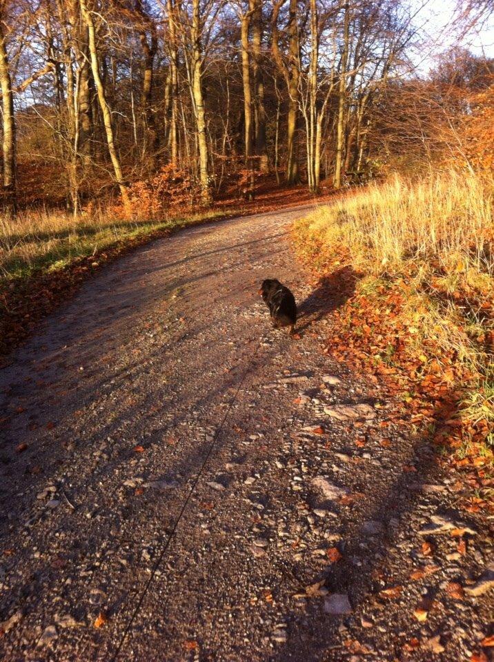 Gravhund Karl  - Ude og gå tur i skoven - fantastiske farver :) 2014 billede 25