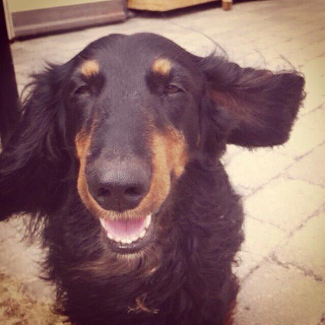 Gravhund Karl  - Karl i sommerhus <3 2014 billede 9