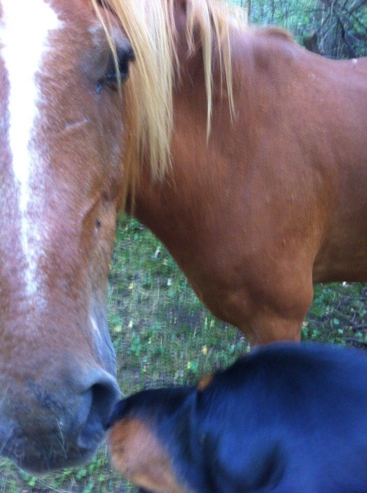 Gravhund Karl  - Karl siger hej til en sød pony, som går på en fold/mark, som andre også kan gå igennem :) Ingen problemer og lidt nysgerrig - fik masser af ros :) sommer 2014 billede 35