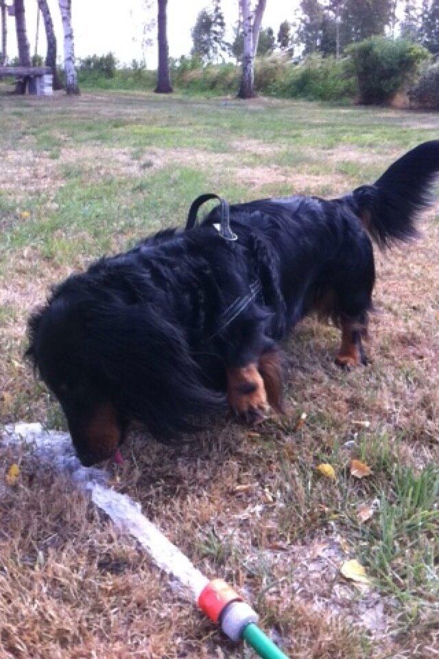 Gravhund Karl  - Karl hader vand, men vandslanger de kan lige gå an - bemærk poten :) 2014 billede 16