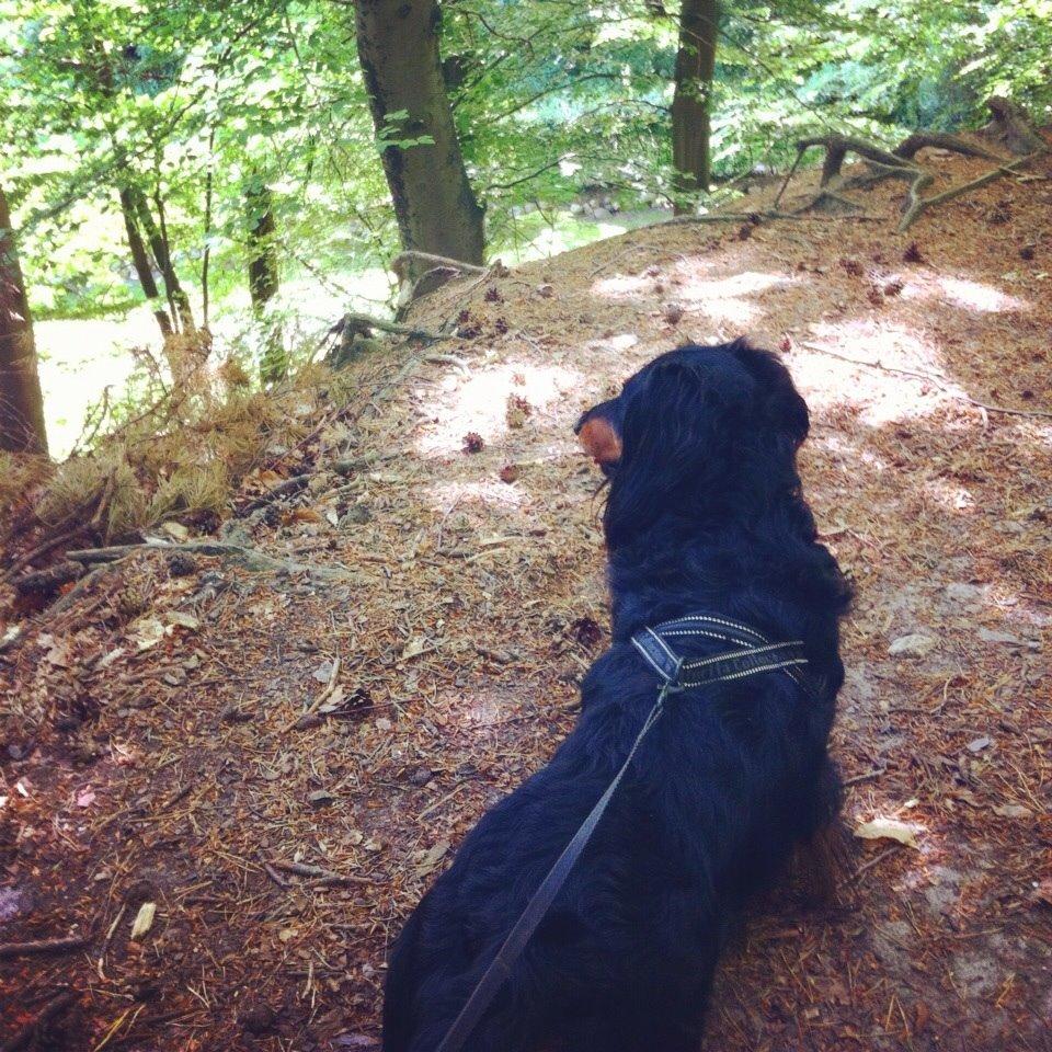 Gravhund Karl  - Endnu en gåtur i skoven :) sommer 2014 billede 5