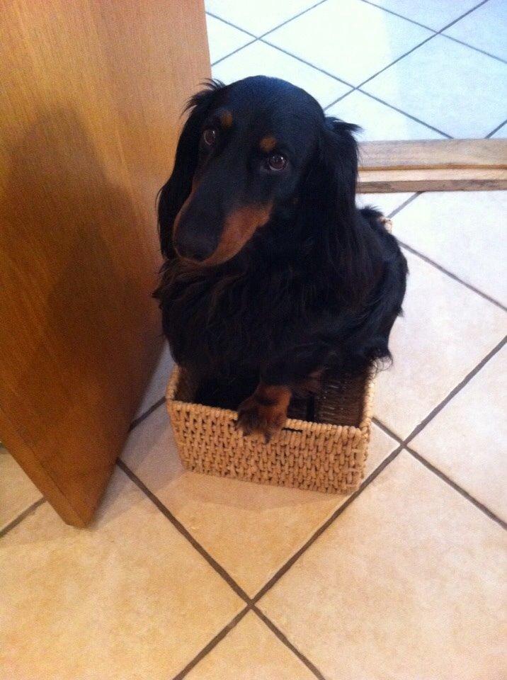 Gravhund Karl  - Det er ikke sådan, når man er for stor til at komme ned i den fletkurv :( 2014 billede 44
