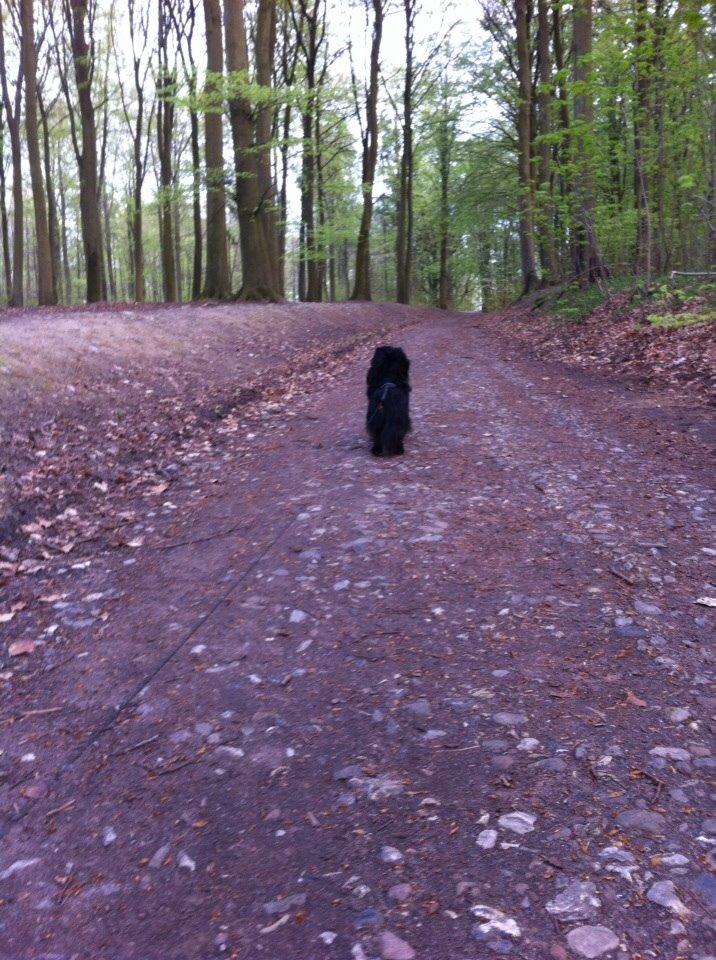Gravhund Karl  - Lige kommet ind til skoven :) gætter på det er fra 2014 billede 12