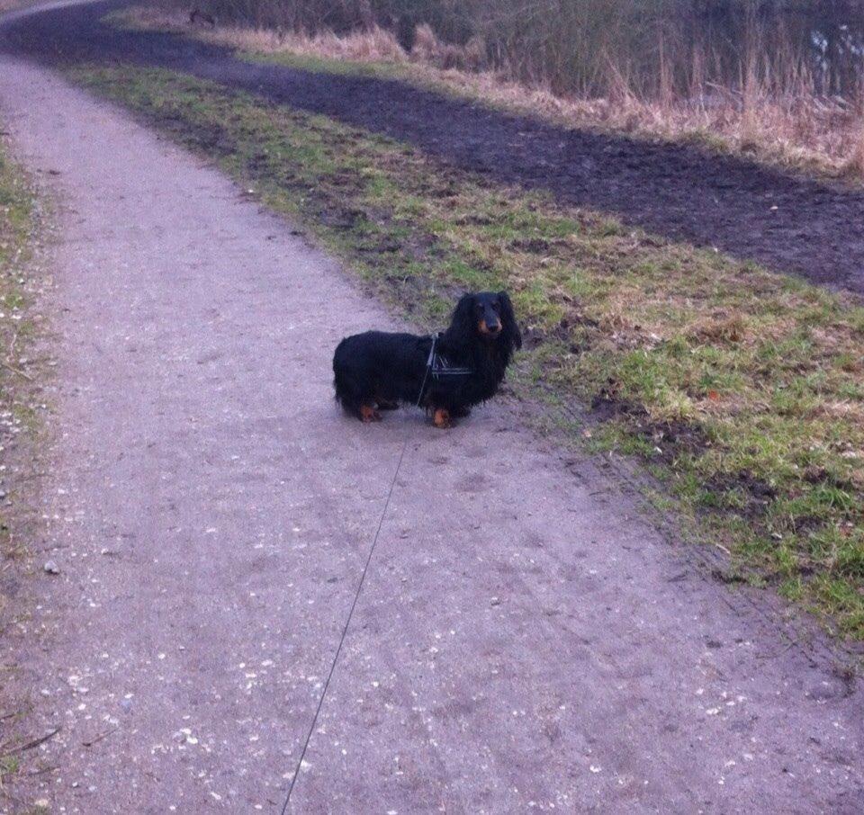 Gravhund Karl  - På vej til en tur i kirkeskoven :) Tror det er fra 2013 :) billede 28