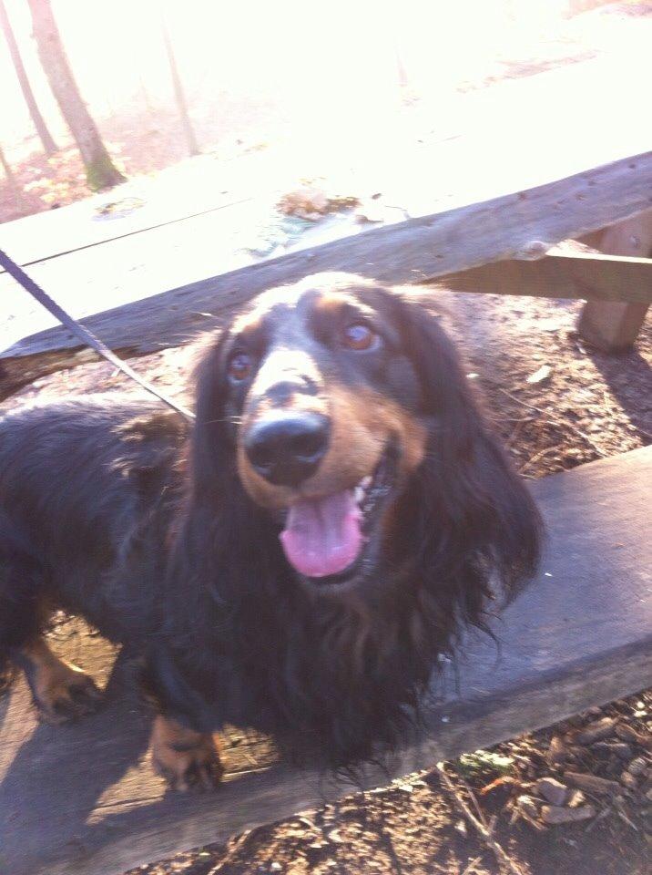 Gravhund Karl  - Endnu en tur i skoven, hvor Karl lige var oppe på en bænk :) 2014 billede 45