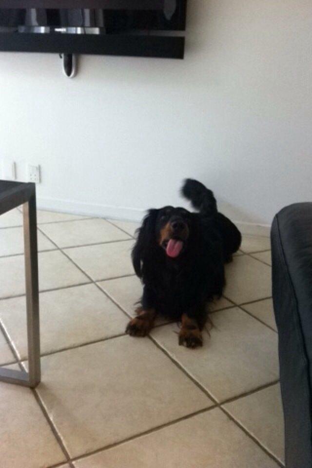 Gravhund Karl  - Skøre grimasser :p 2014 billede 40