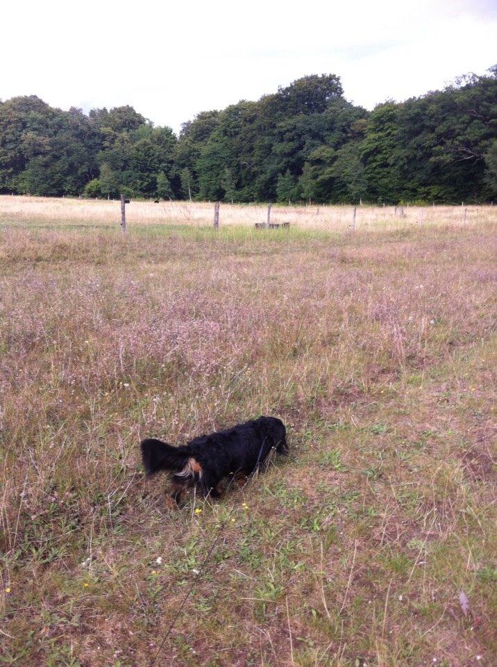 Gravhund Karl  - Snuser lige i sporet ved siden af ridestien :) 2014 billede 22