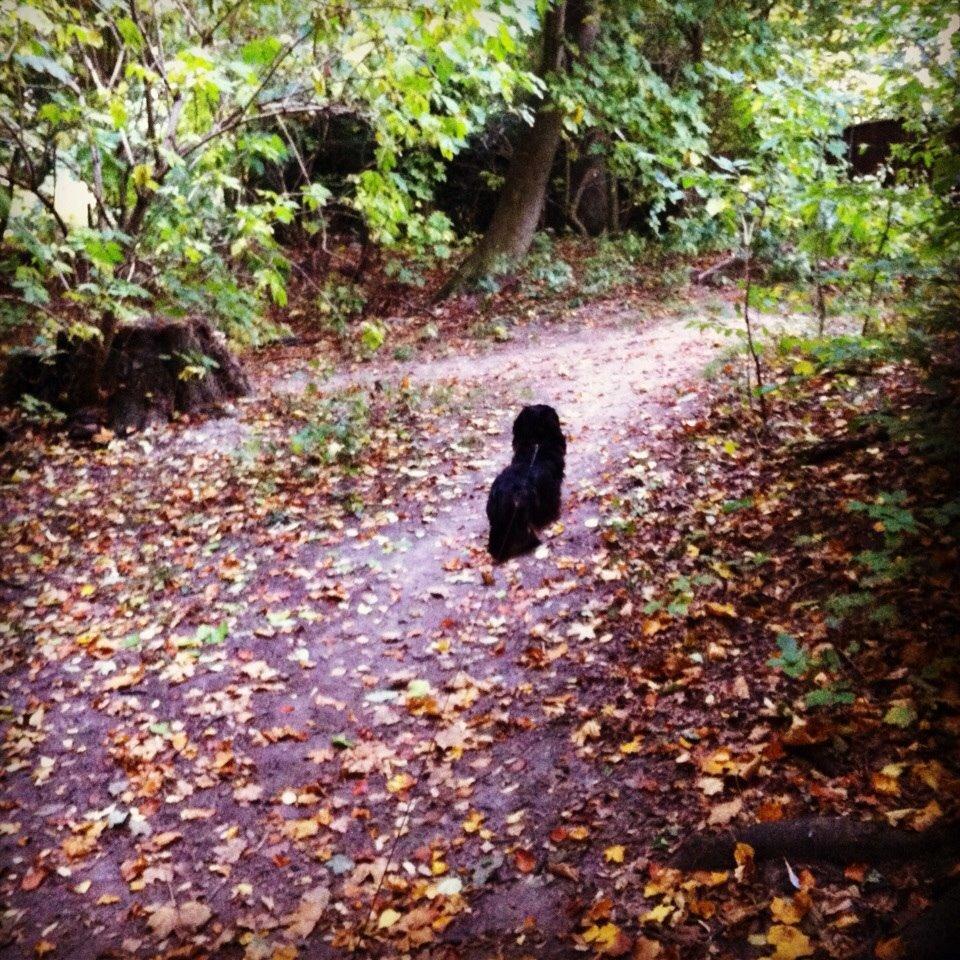 Gravhund Karl  - På vej hjem efter (endnu) en tur i skoven :) 2013 billede 32