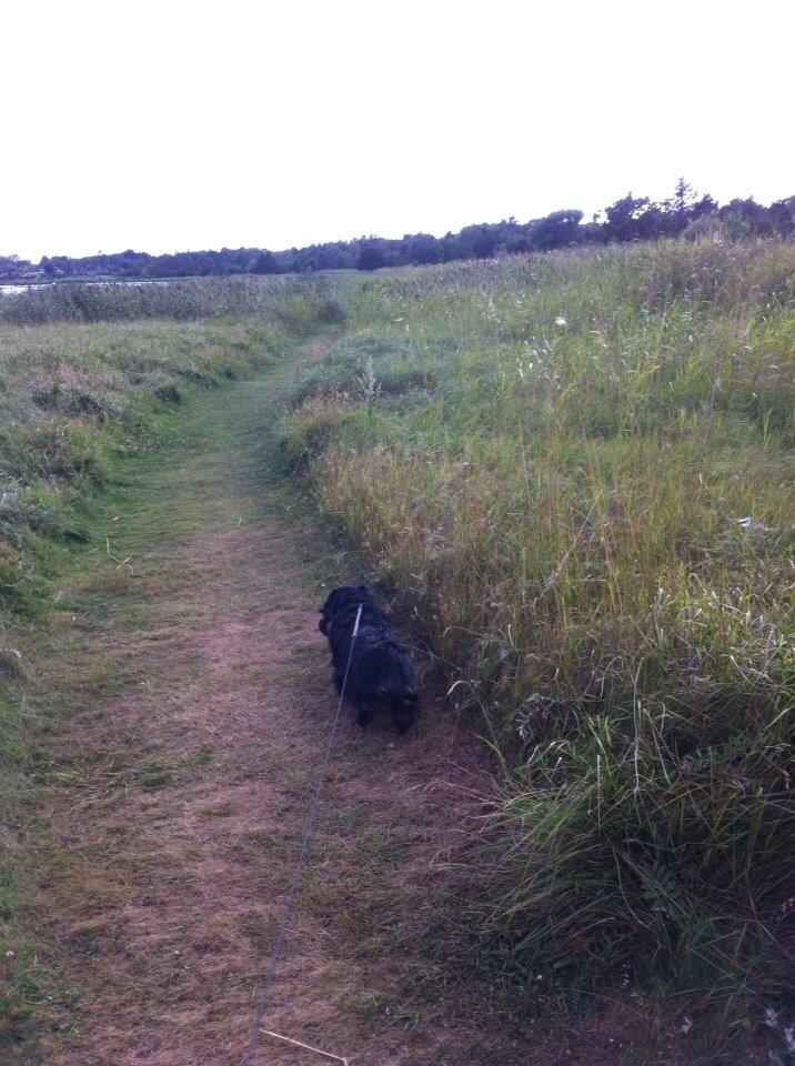 Gravhund Karl  - Gåtur langs fjorden oppe i sommerhuset :) Tror det er fra 2013 billede 46