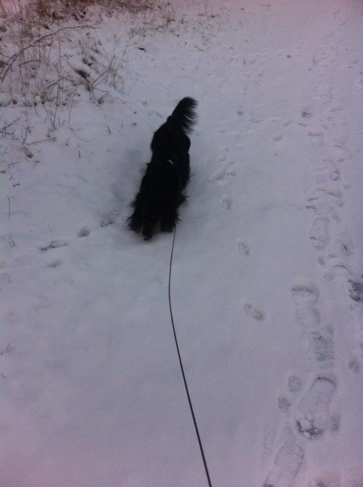 Gravhund Karl  - Ude og gå tur i skoven, julen 2014 billede 34