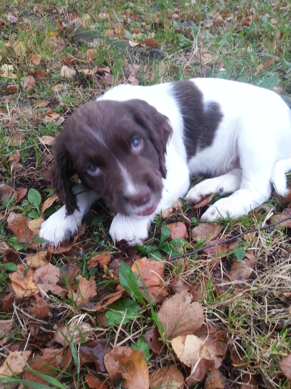 Engelsk springer spaniel Tjalfe billede 4
