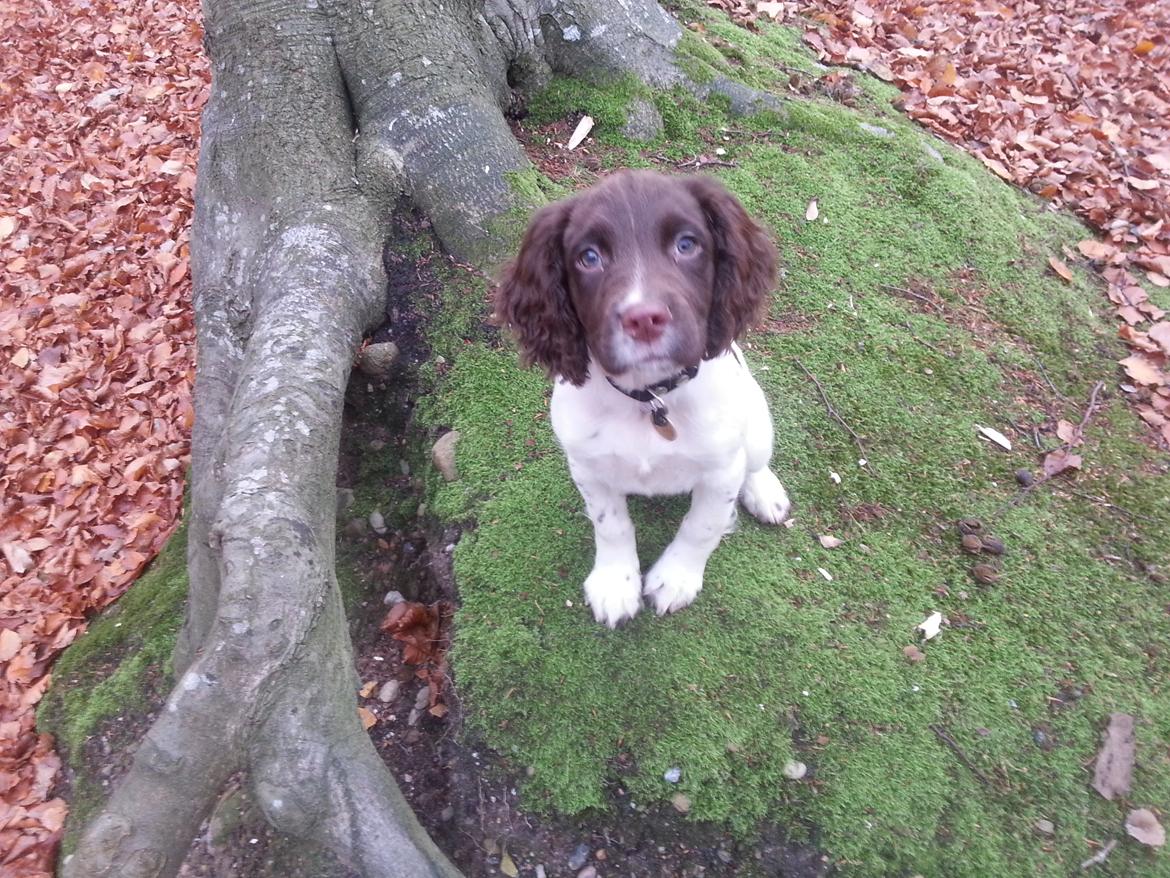 Engelsk springer spaniel Tjalfe billede 1