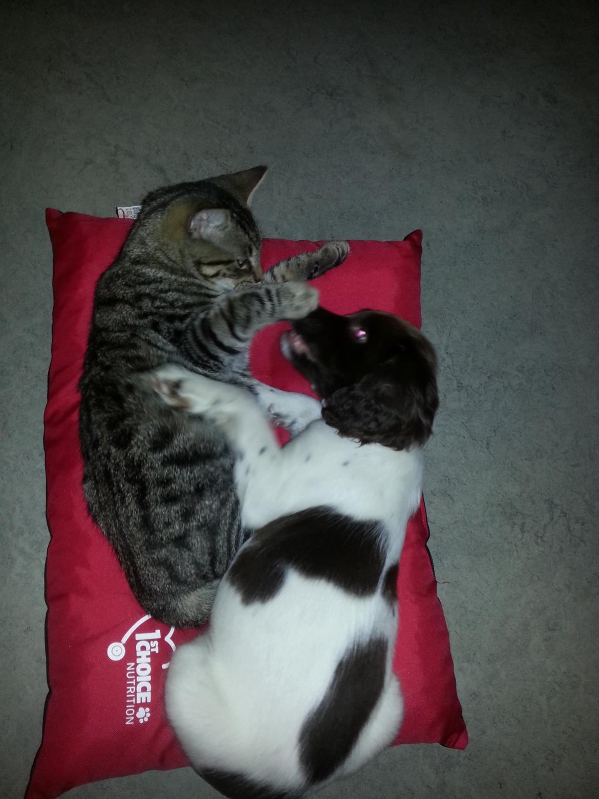 Engelsk springer spaniel Tjalfe billede 6