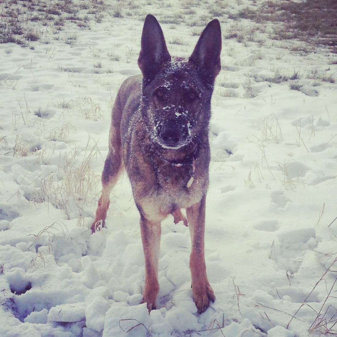 Schæferhund Rex (himmelhund) billede 2