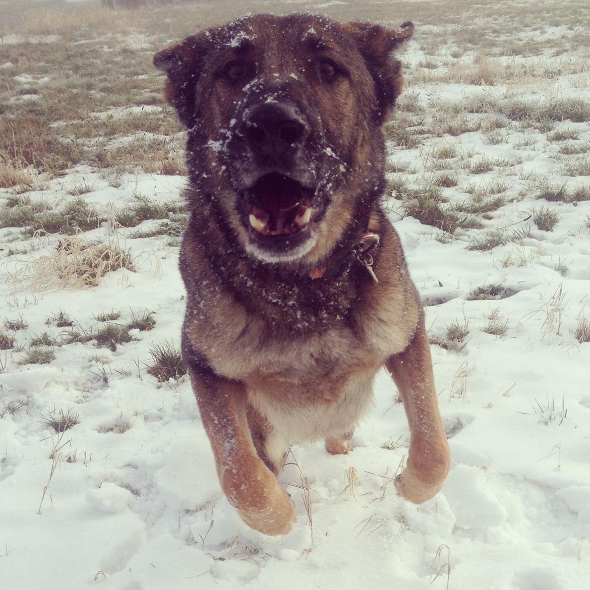 Schæferhund Rex (himmelhund) billede 7
