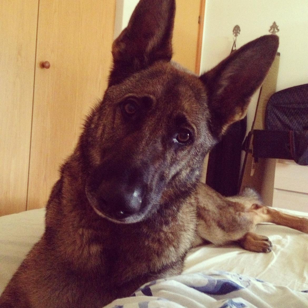 Schæferhund Rex (himmelhund) billede 3