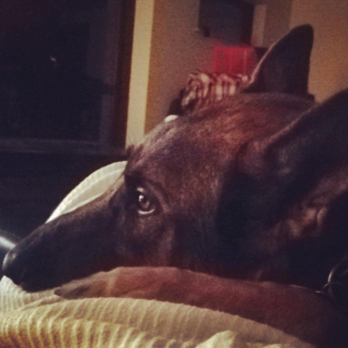 Schæferhund Rex (himmelhund) billede 4