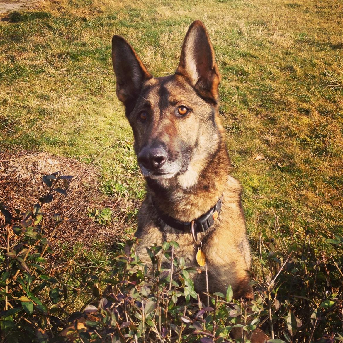 Schæferhund Rex (himmelhund) billede 5