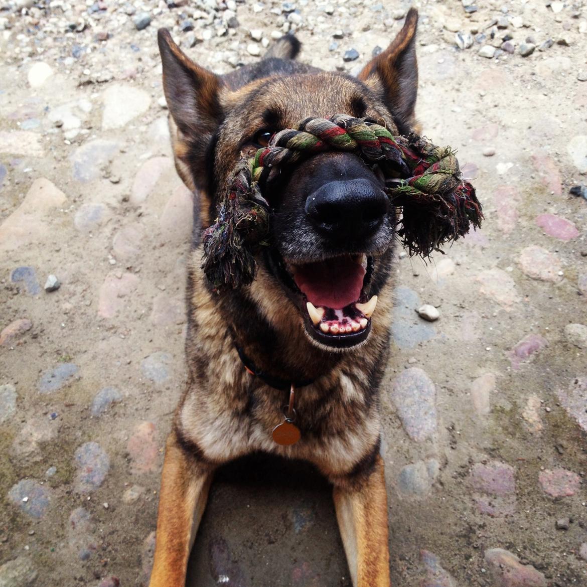 Schæferhund Rex (himmelhund) billede 6