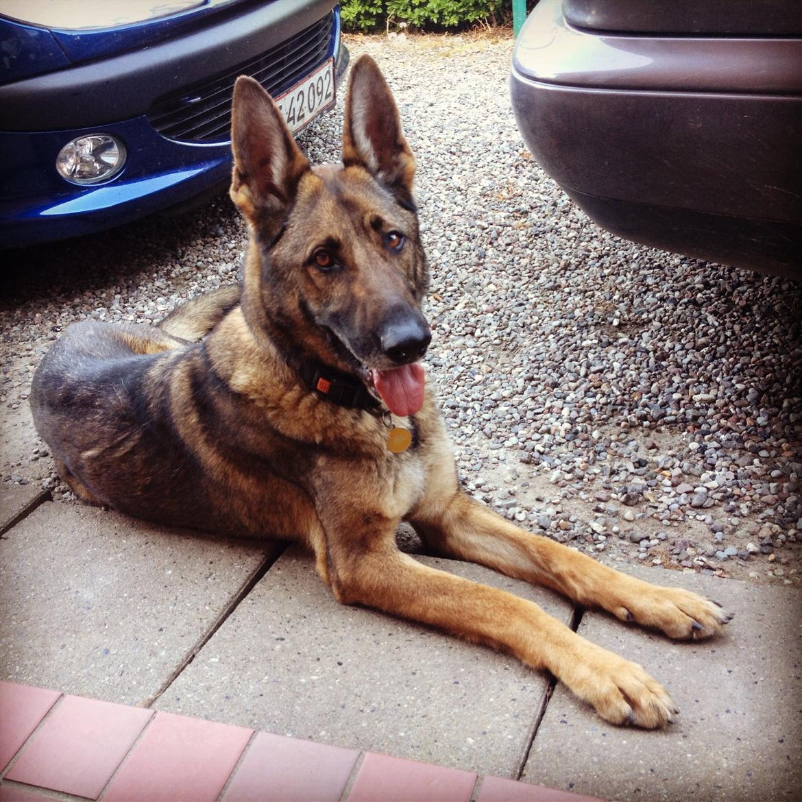 Schæferhund Rex (himmelhund) billede 1