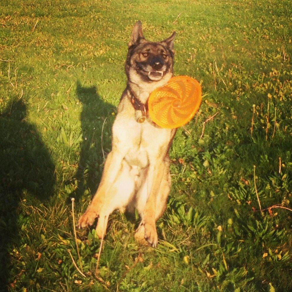 Schæferhund Rex (himmelhund) billede 8